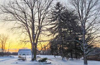 The Little Issues Publication #457 – Life, l...