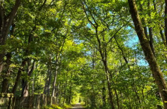 The Little Issues E-newsletter #489 – Life, ...