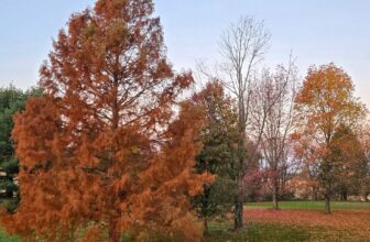 The Little Issues E-newsletter #495 – Life, ...