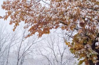 The Little Issues Publication #496 – Life, l...