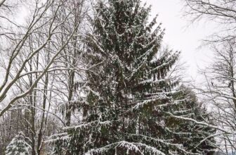 The Little Issues E-newsletter #500 – Life, ...